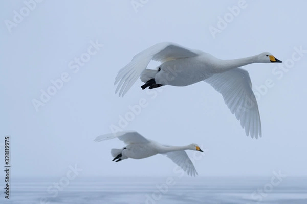 Obraz Whooper swan