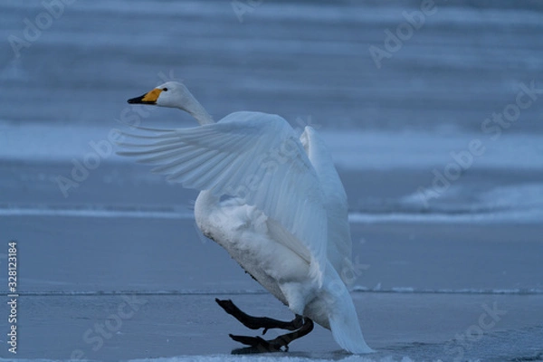 Obraz Whooper swan