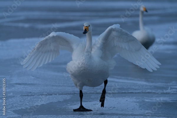 Obraz Whooper swan