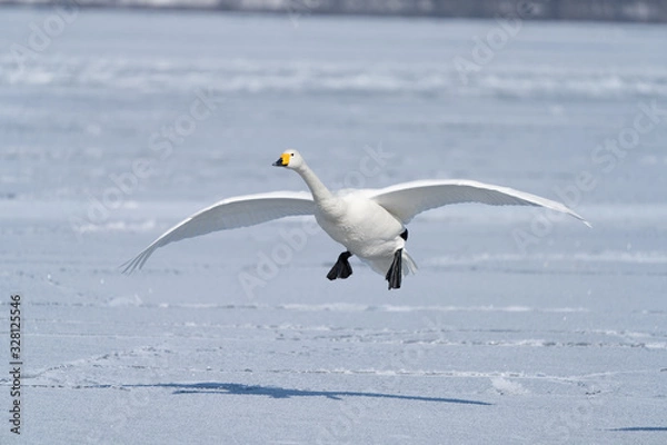 Obraz Whooper swan