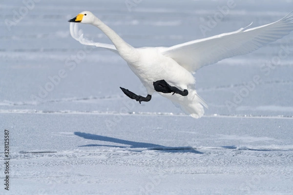 Obraz Whooper swan