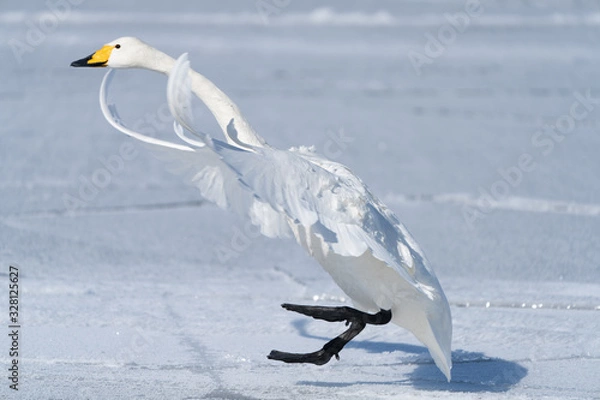 Obraz Whooper swan
