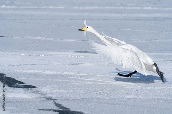 Obraz Whooper swan