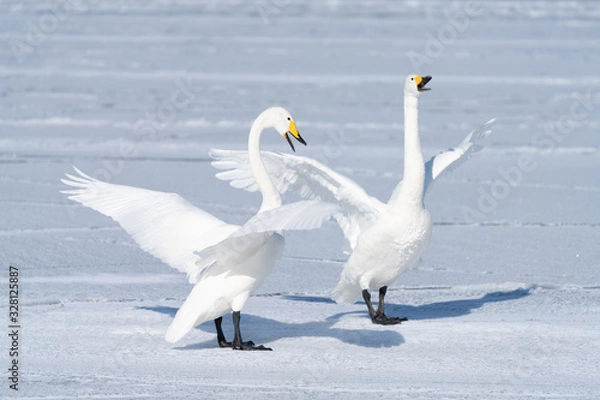 Obraz Whooper swan