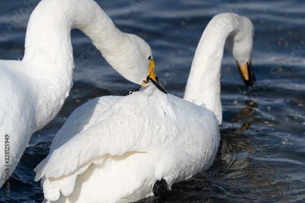 Obraz Whooper swan