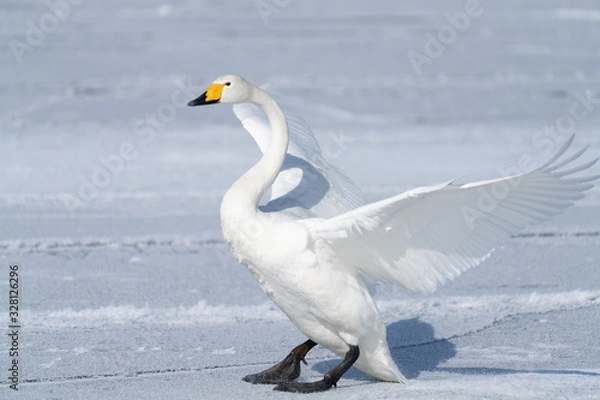 Obraz Whooper swan