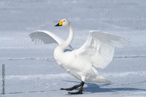 Obraz Whooper swan