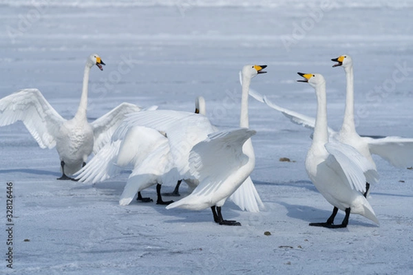 Obraz Whooper swan