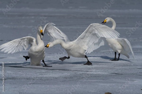 Obraz Whooper swan
