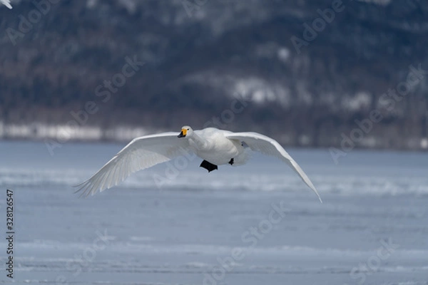 Obraz Whooper swan