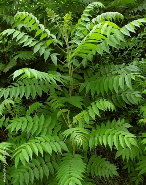 Obraz young sumac tree