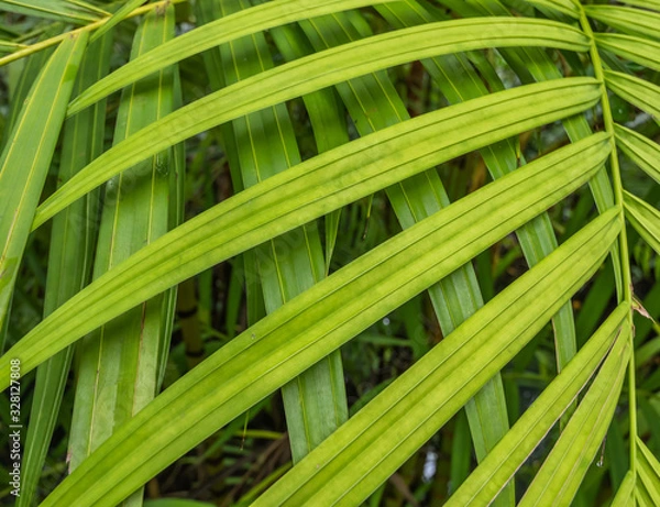 Obraz Background green leaf in the nature.
