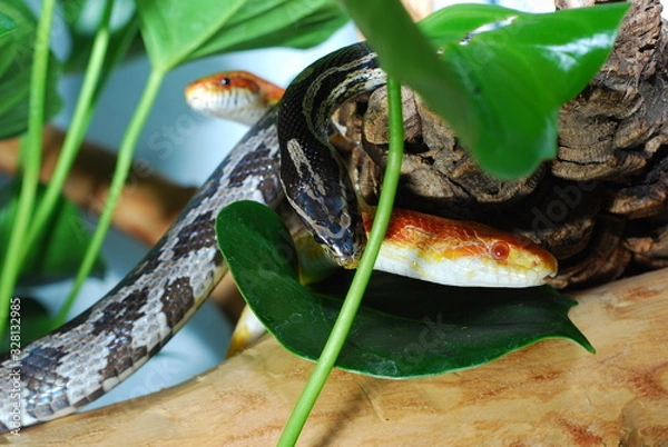 Fototapeta Kornnattern