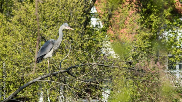 Fototapeta Graureiher
