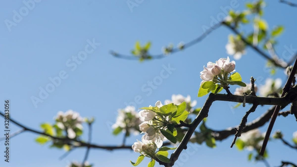 Fototapeta Kirschblüten