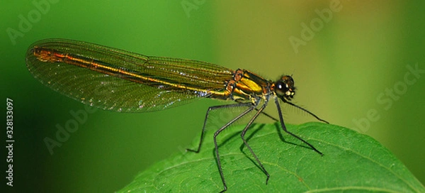 Fototapeta Libelle