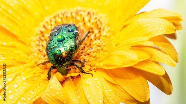 Fototapeta Rosenkäfer