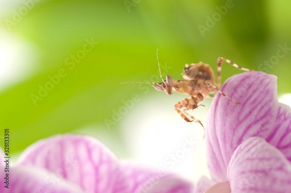 Fototapeta Blütenmantis