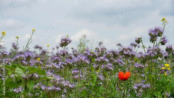 Fototapeta Blumenwiese