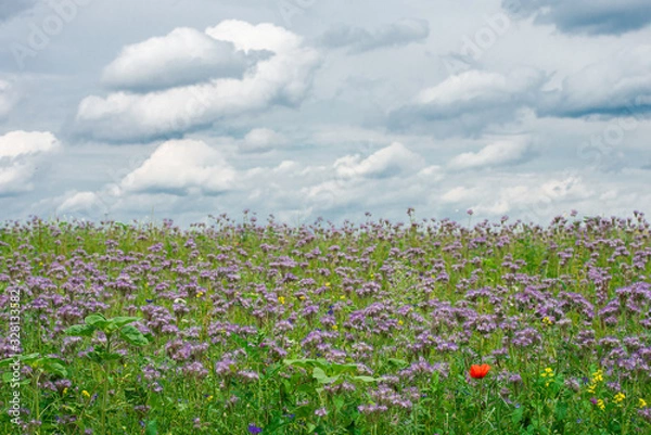 Fototapeta Blumenwiese