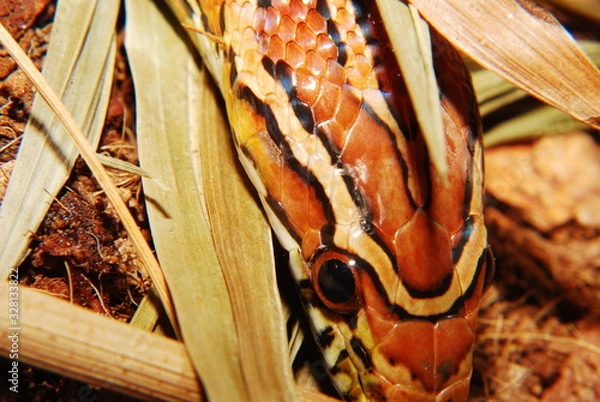 Fototapeta Kornnatter