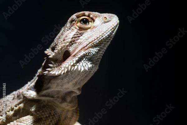 Fototapeta Bartagame