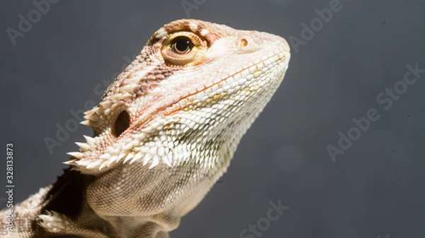 Fototapeta Bartagame