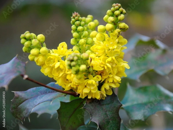 Fototapeta Close up of dense clusters of yellow flowers of Mahonia aquifolium or Berberis aquifolium or Oregon grape