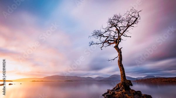 Obraz Szkocja, drzewo