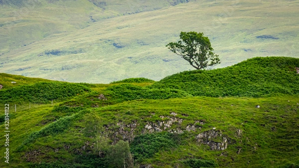 Obraz Samotne drzewo