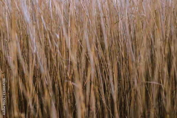 Obraz Reeds pattern
