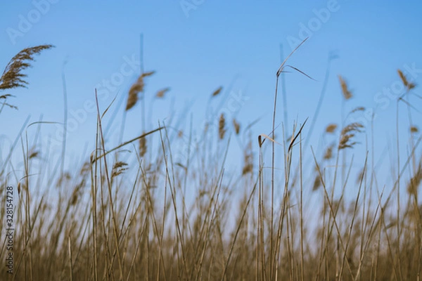 Obraz tall grass and blue sky