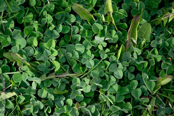 Obraz Green Clover Leaves
