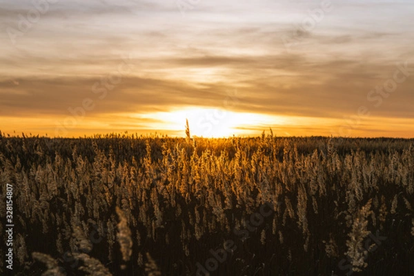 Obraz Sunset over field