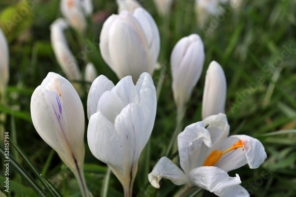 Fototapeta White flowers 