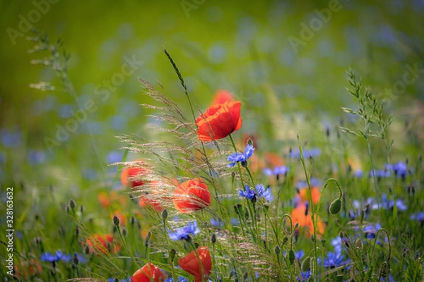Obraz Mohnblume