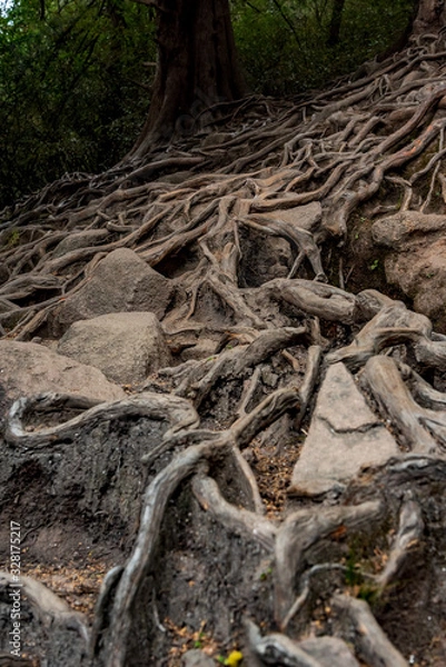 Fototapeta Roots of trees above the ground