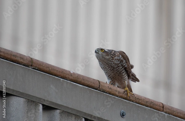 Obraz gavilán común