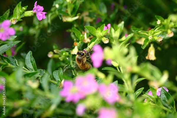 Fototapeta Close up shot of a bee working on the flower
