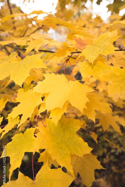 Fototapeta Yellow Leaves