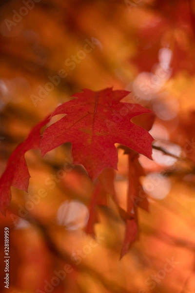 Obraz Red Leaf