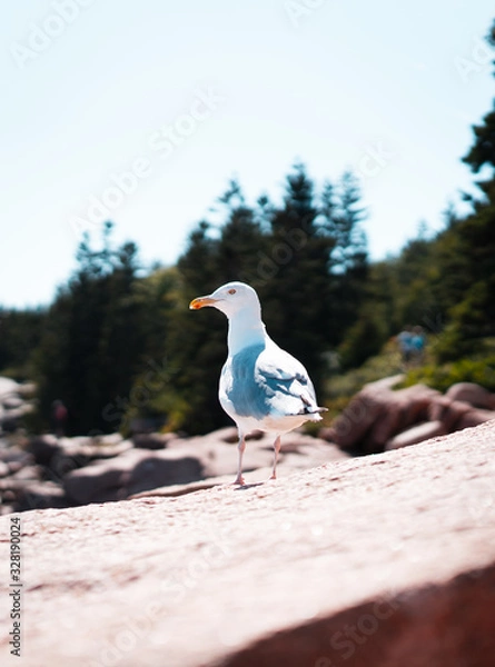 Obraz Seagull