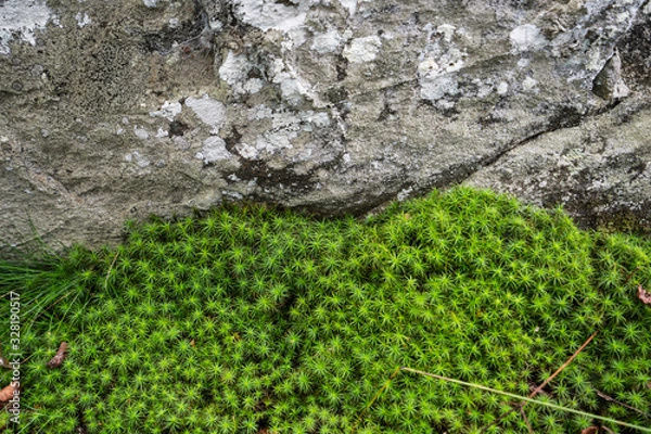 Obraz Moss and Rock