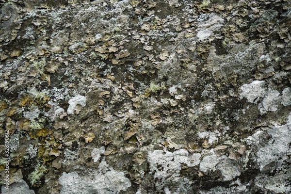 Obraz Lichens on Rock Texture