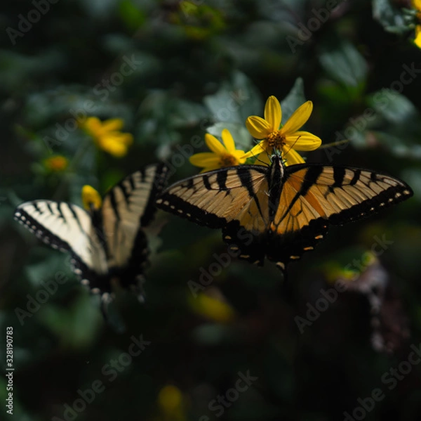 Obraz Swallowtail Butterflies 