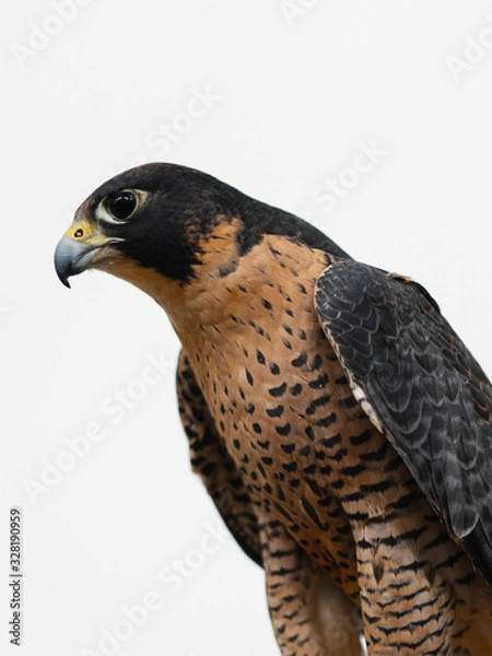 Obraz Falcon
