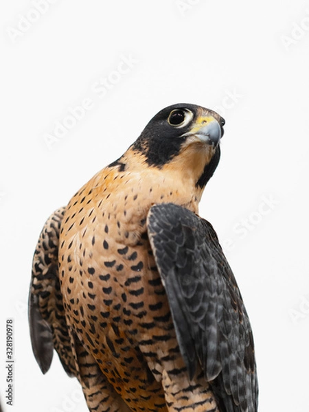 Obraz Falcon