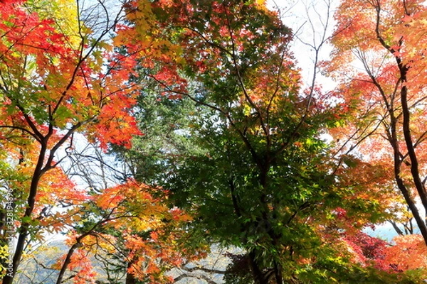 Fototapeta 아름다운 가을 단풍