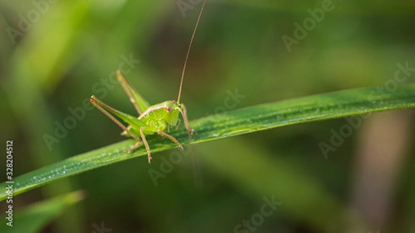 Obraz 葉に止まるキリギリス