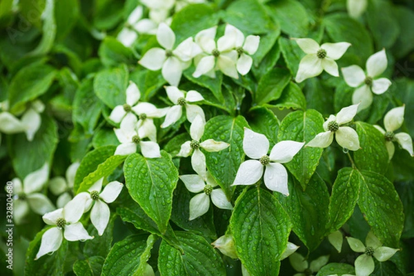 Obraz 満開のヤマボウシの花